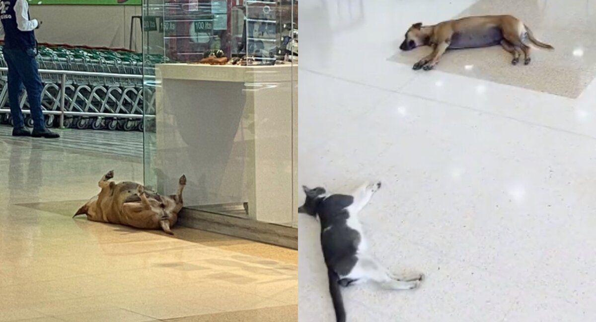 Video | Centro Comercial de Cartagena deja que perritos y gatos callejeros entren a refrescarse ante ola de calor