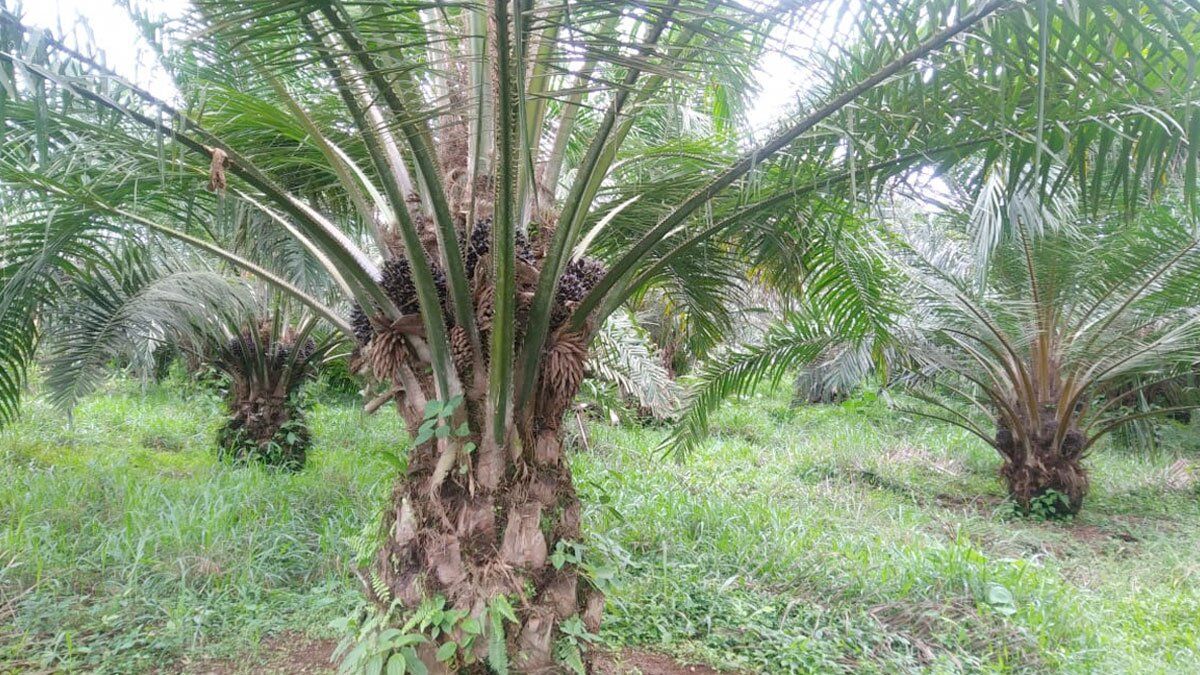 Producción de palma de aceite está suspendida por invasión de una finca