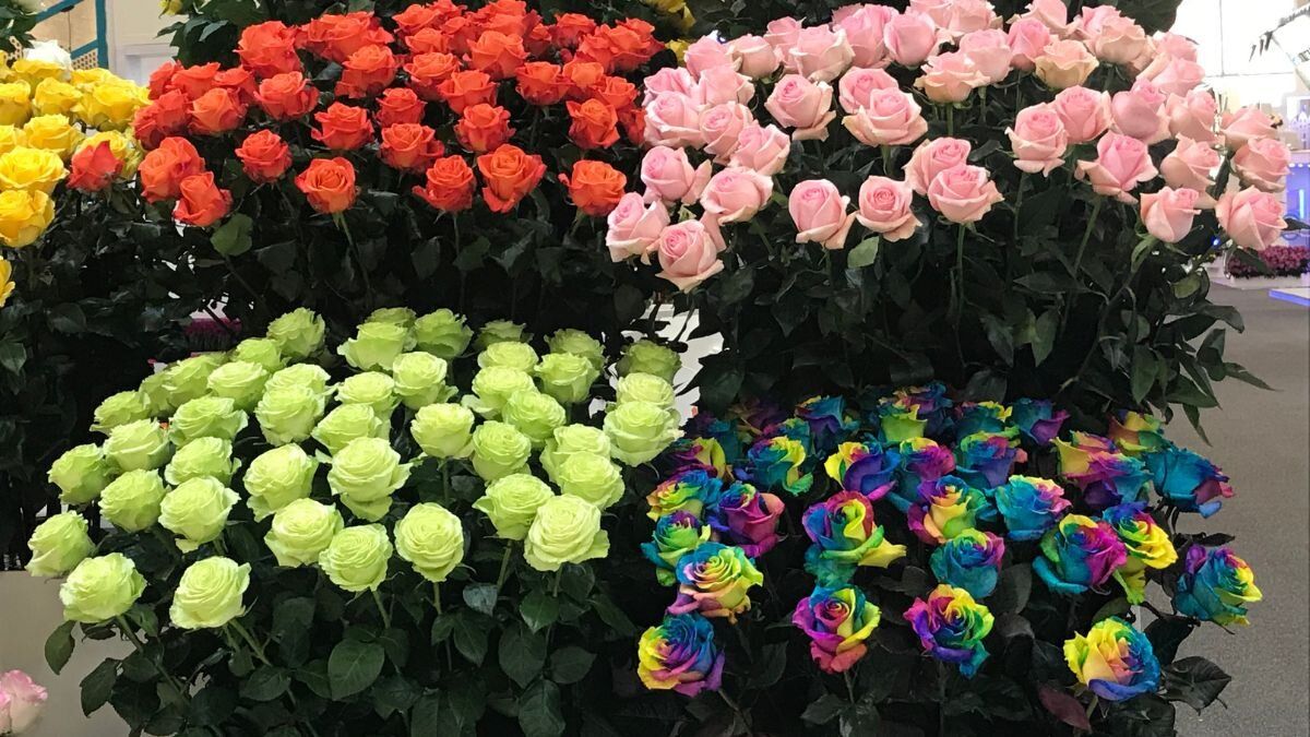 Proflora: 30 años de floricultura mundial