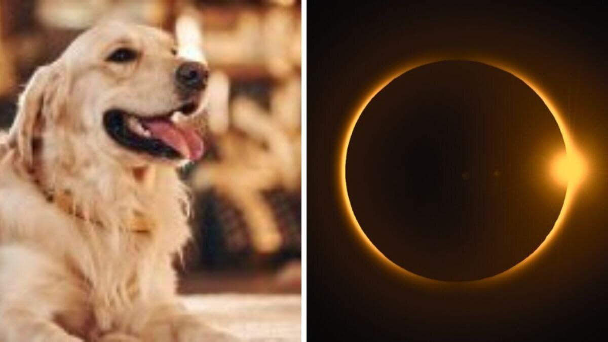 Eclipse mascotas
