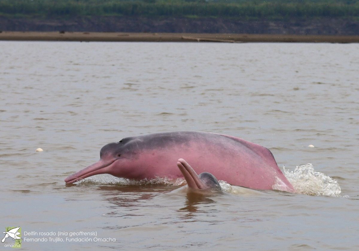 Colombia acogerá la semana que viene el llamado global para conservar los delfines de río