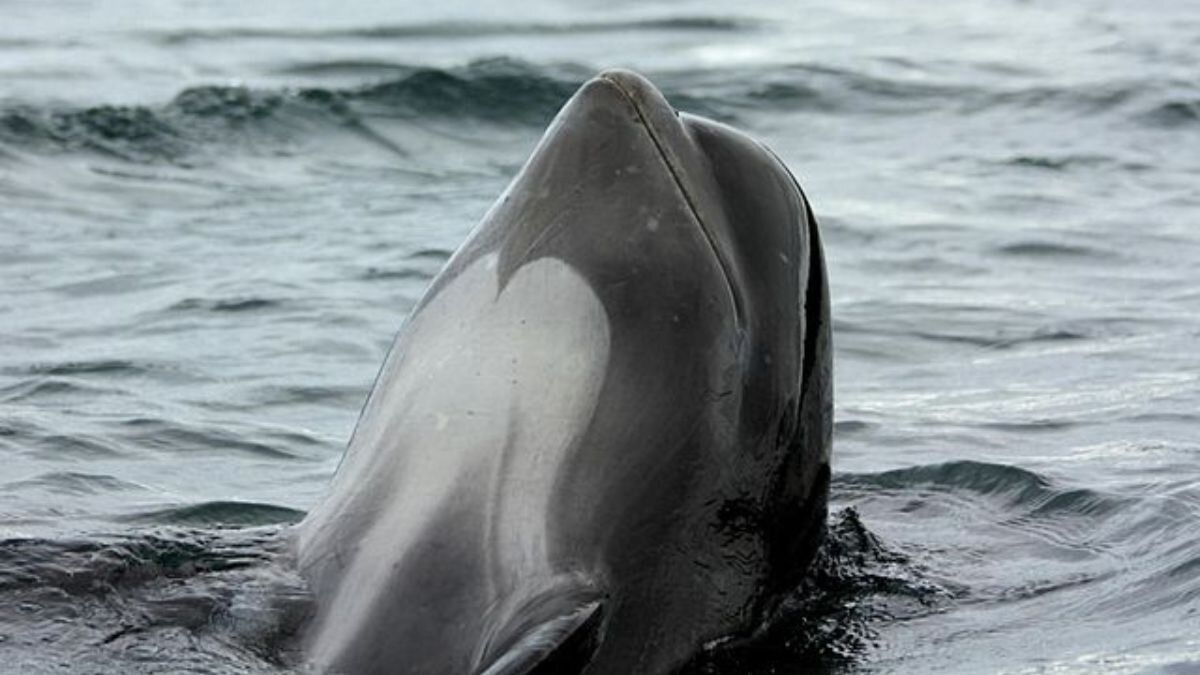 ¡Increíble! Grupo de ballenas piloto habría sido visto en Bocas de Ceniza, Magdalena