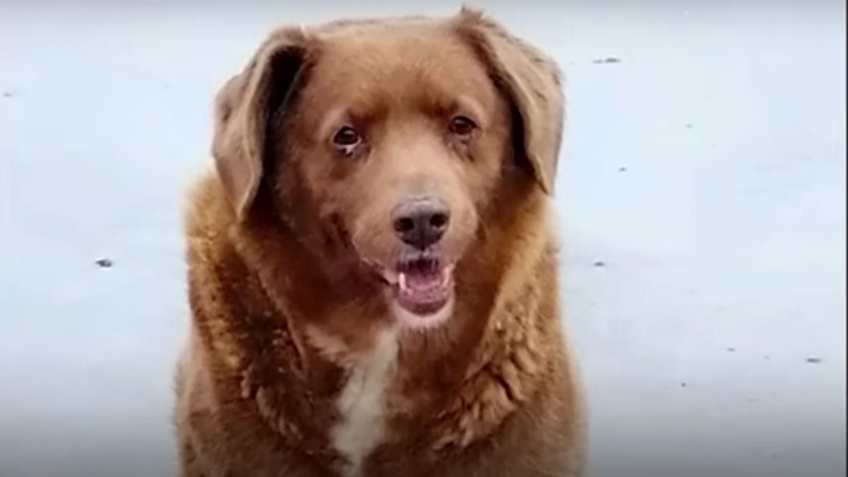 bobi-perro-longevo-mundo-fallecio-sus-31-anos