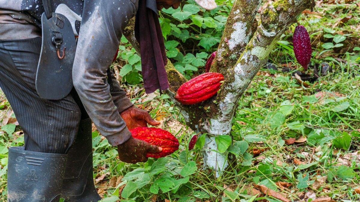 Cacao en Tumaco