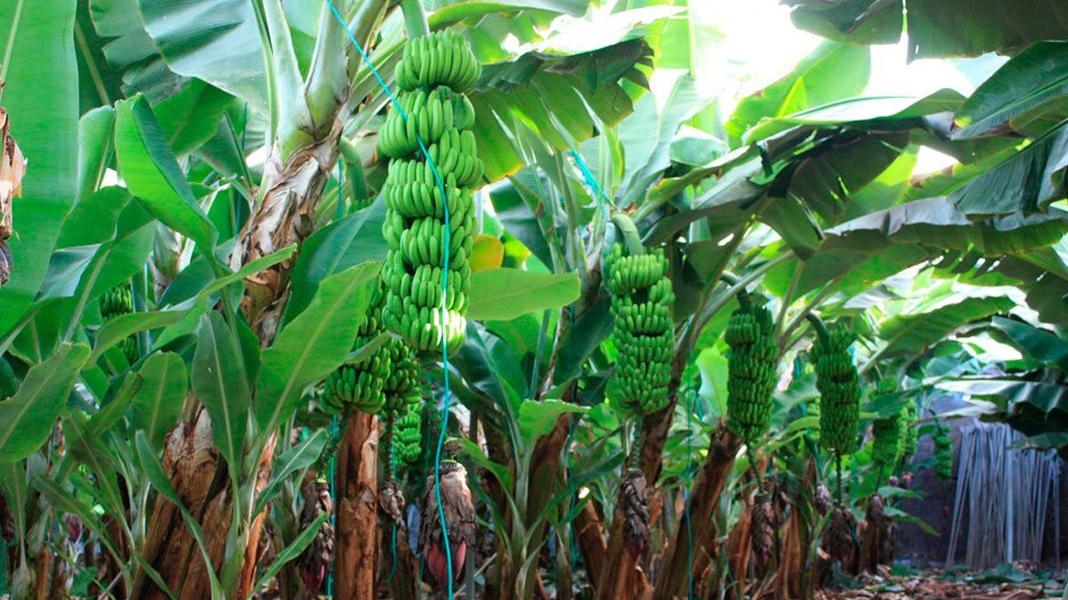 Máxima alerta en Venezuela y Colombia por plaga que amenaza cultivos de banano