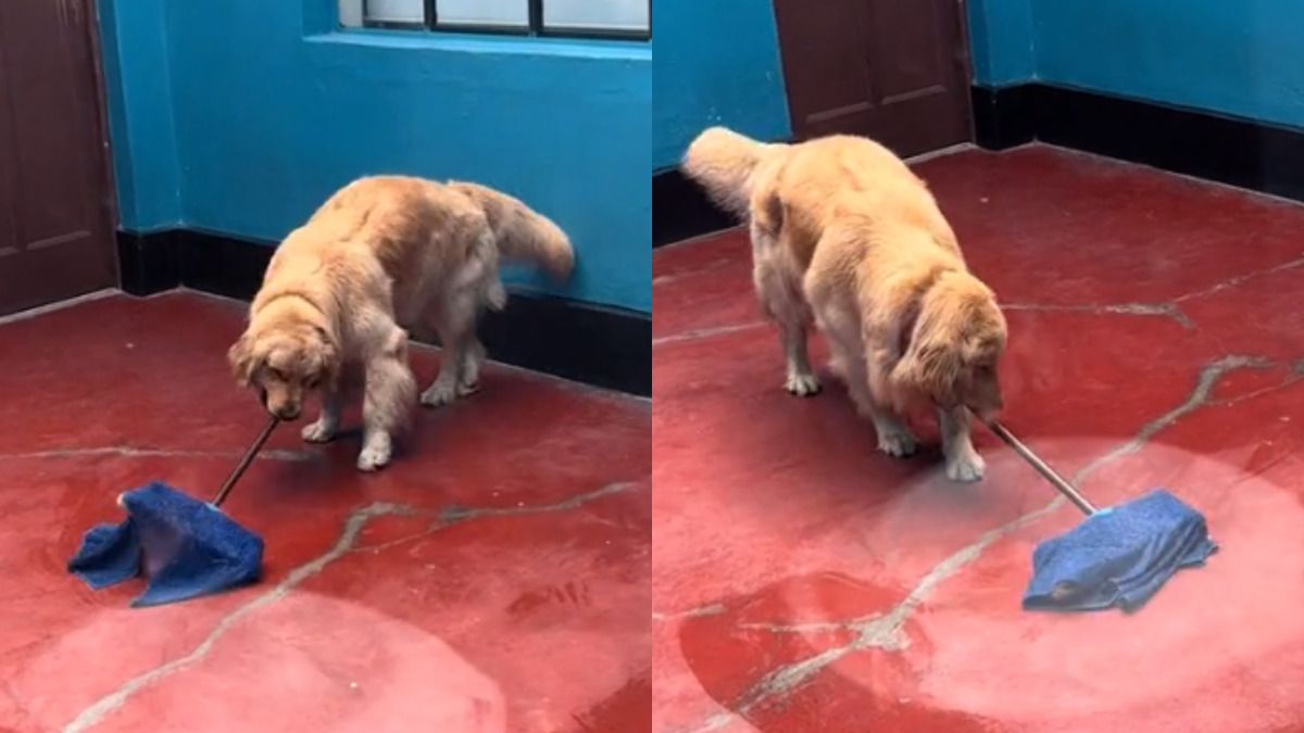 ‘Mi primera chamba’: perrito trapea el suelo de su casa y se vuelve viral en redes