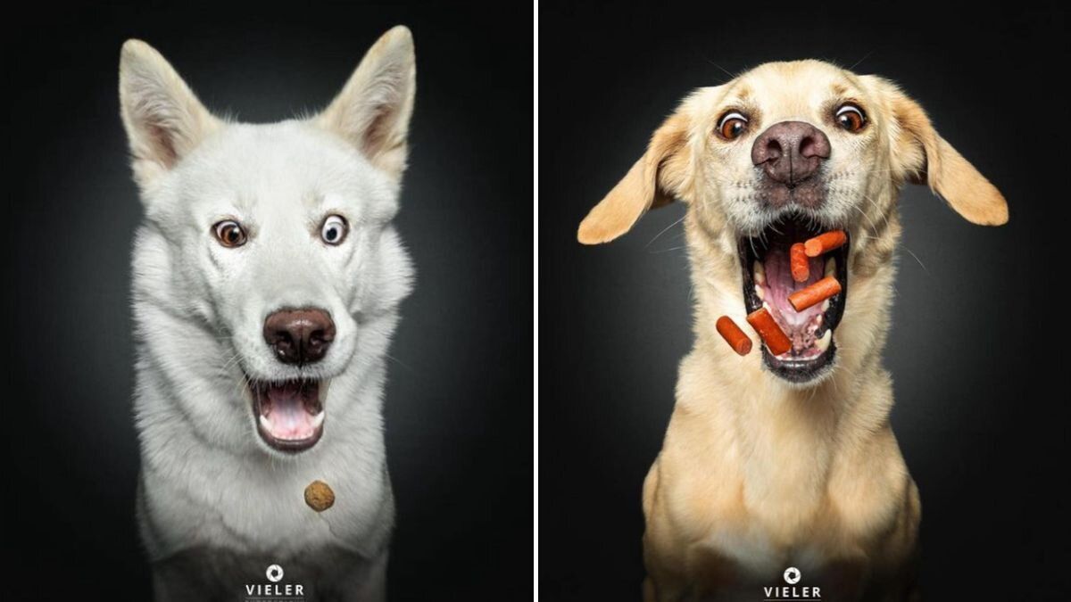 fotografo-captura-expresiones-perros-atrapar-bocado