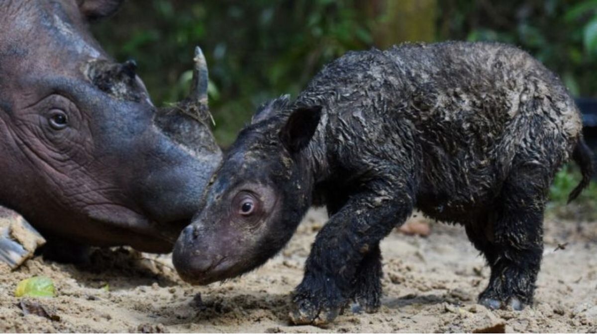 nace-rinoceronte-sumatra-convierte-esperanza-para-especie