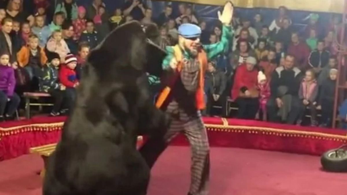 Video: oso ataca a su domador de circo como acto de defensa propia en plena presentación