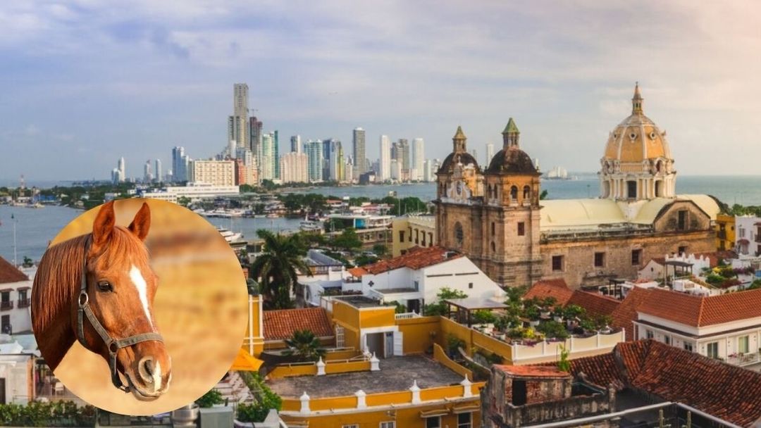 Cochero en Cartagena pidió disculpas por lo ocurrido con turista - Canal 1