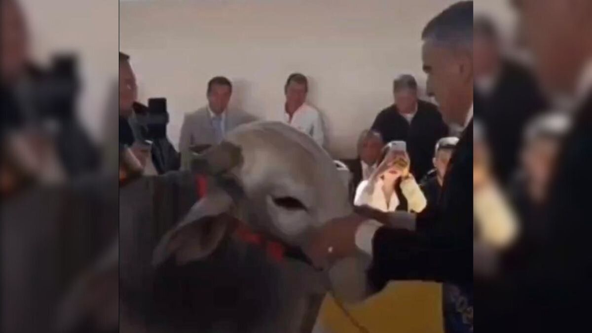 Video | Alcalde de Filandia, Quindío llevó un toro a su evento de posesión