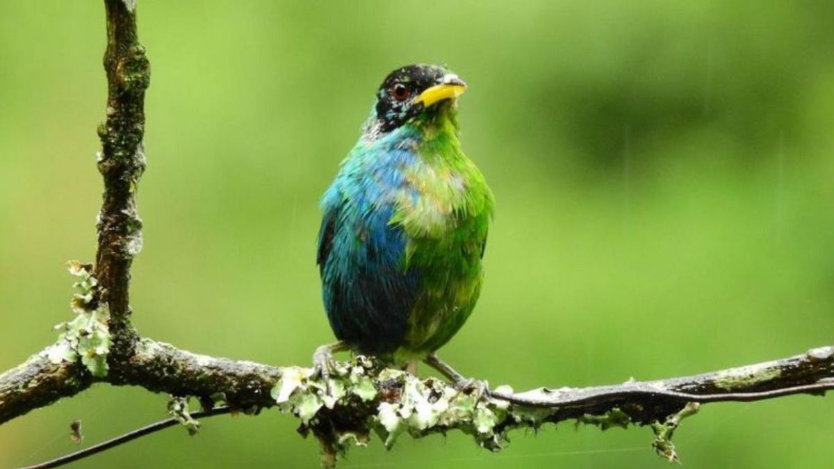 Hallazgo histórico: especie de pájaro mitad macho, mitad hembra descubierto en Colombia