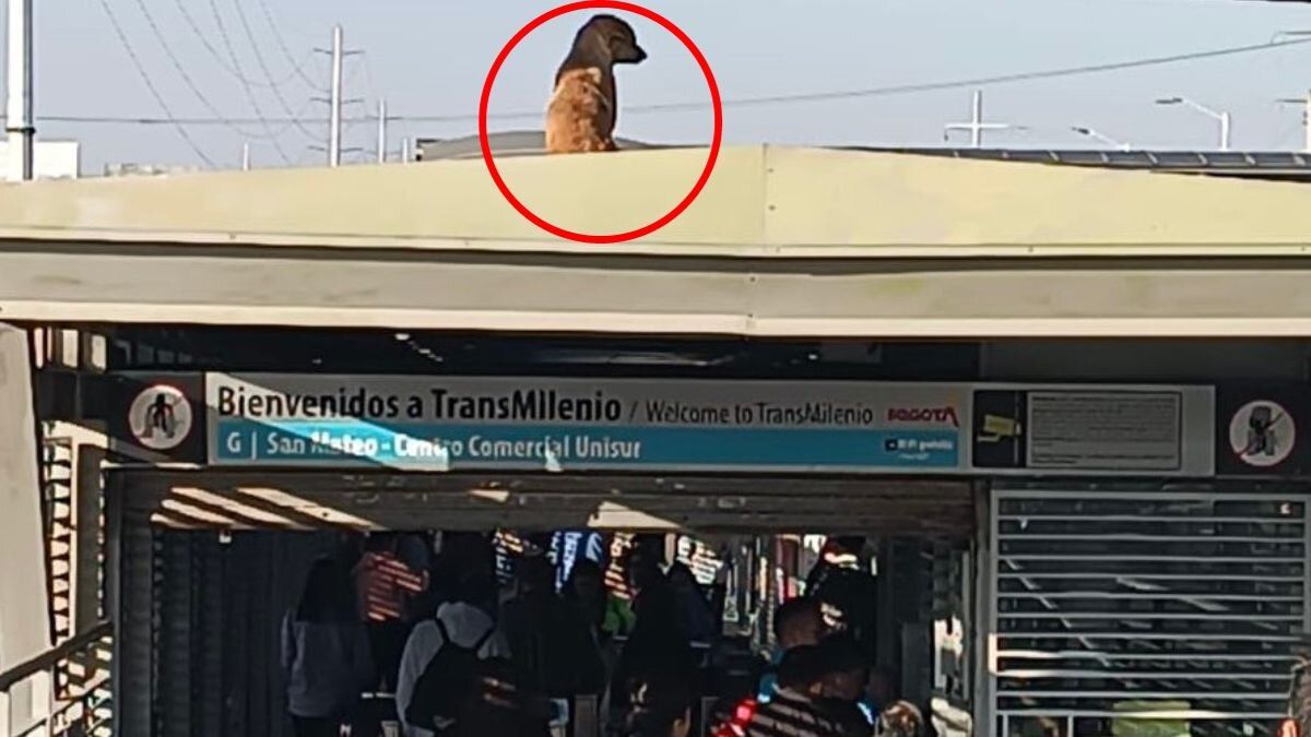 Perrito busca hogar: fue encontrado en el techo de una estación de TransMilenio