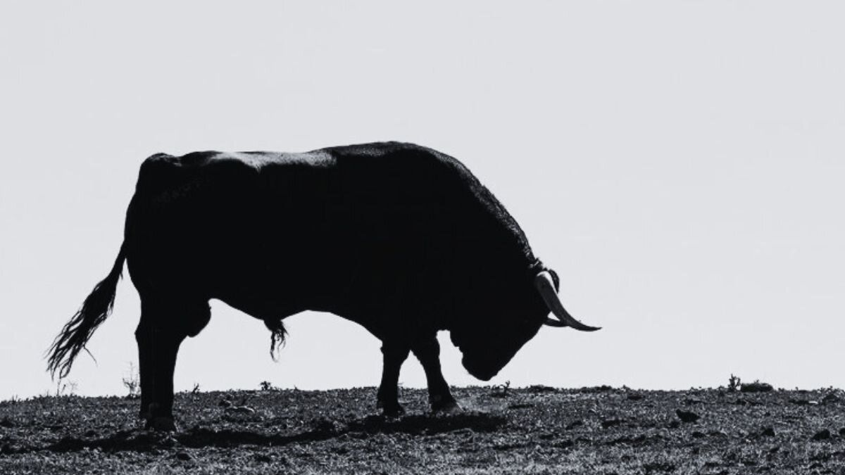 Video | Multitud en Necoclí se reunió alrededor de un toro para torturarlo