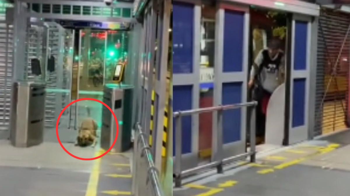 Video | Perrito se ‘cuela’ en TransMilenio tras seguir la misma conducta de su dueño