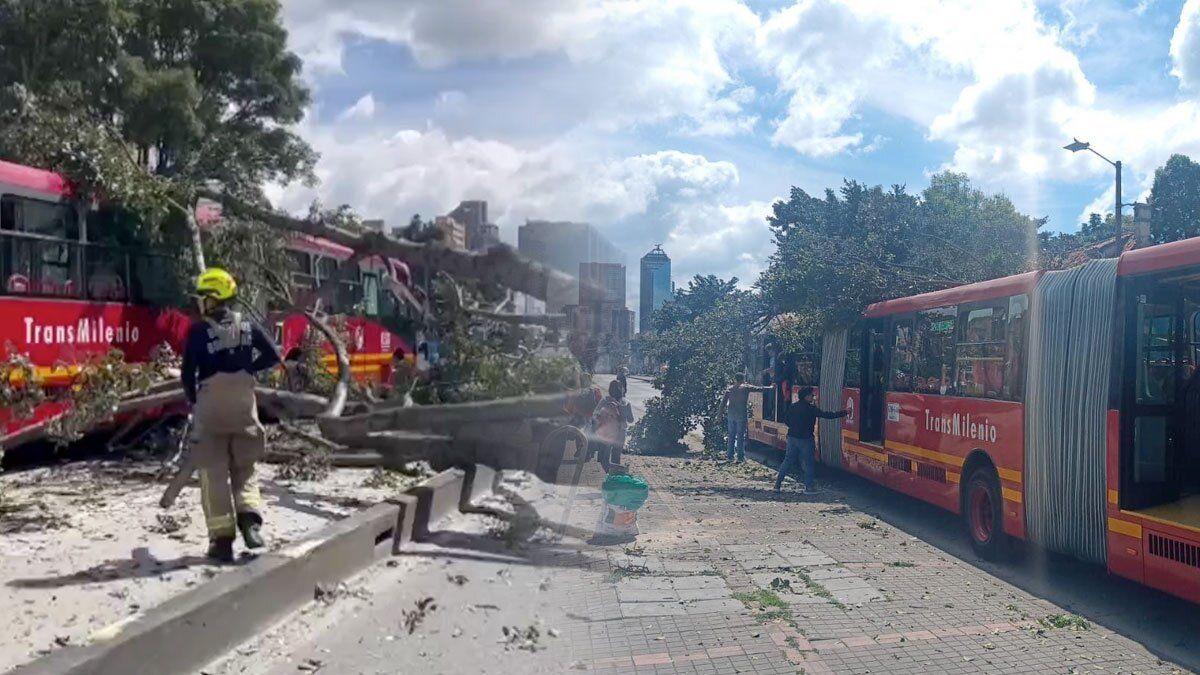 Video | Árbol cayó sobre un bus TransMilenio en Bogotá