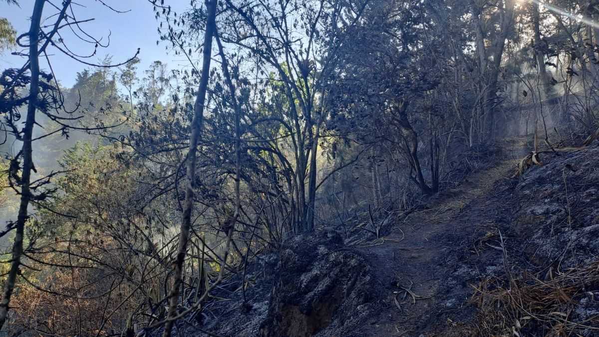 Hombre de la tercera edad murió calcinado por la ola de incendios forestales, ¿dónde fue?