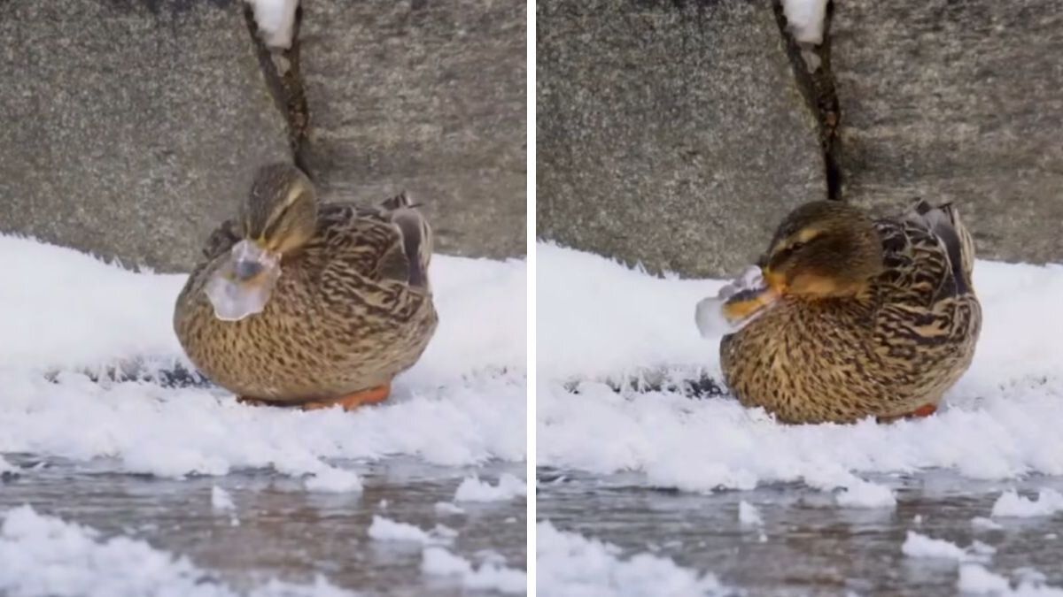 Video | Pato con el pico congelado en medio de bajas temperaturas se hizo viral