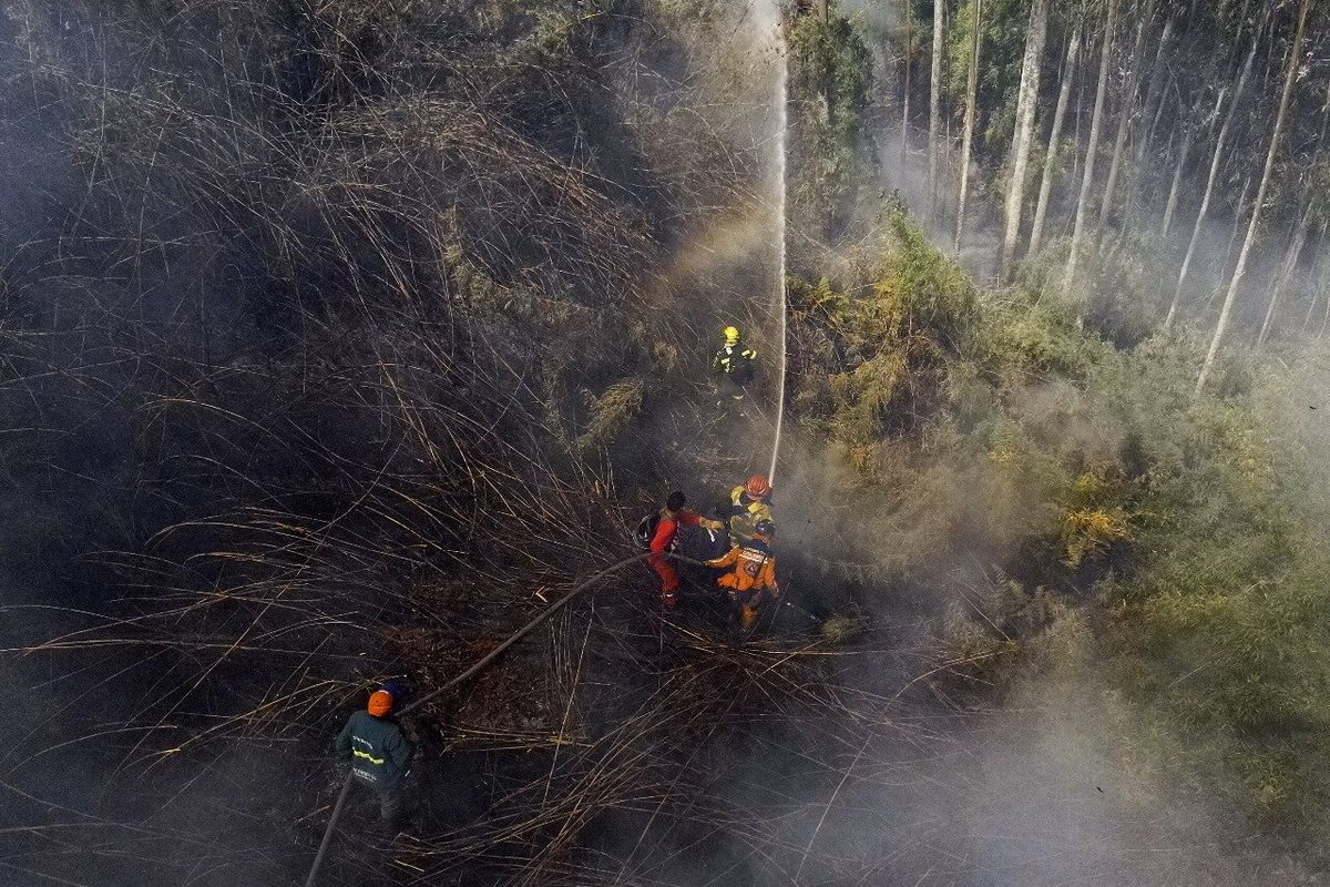 Los incendios forestales han arrasado 7.401 hectáreas en Colombia desde noviembre: UNGRD