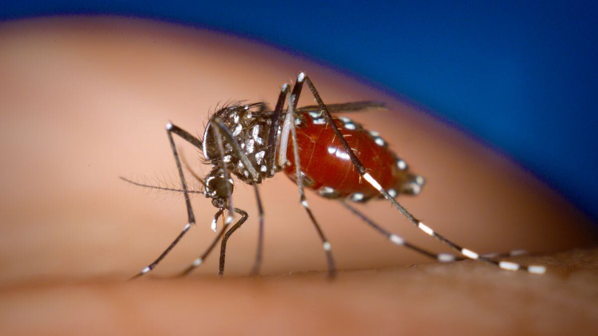 casos-dengue-colombia-primer-2024-recomendaciones-evitarlo