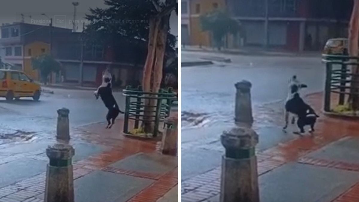 Video | Perrito se viralizó en redes por su emocionante reacción ante la lluvia