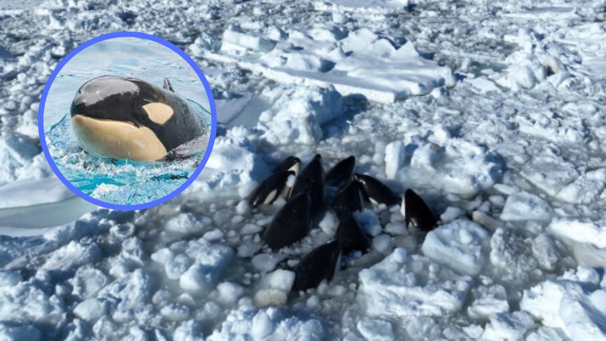 Video | Una manada de orcas que quedó atrapada en los hielos de Japón fue rescatada