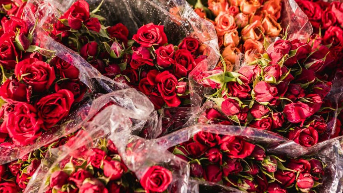 San Valentín: Colombia exportó más de 700 millones de flores para la celebración