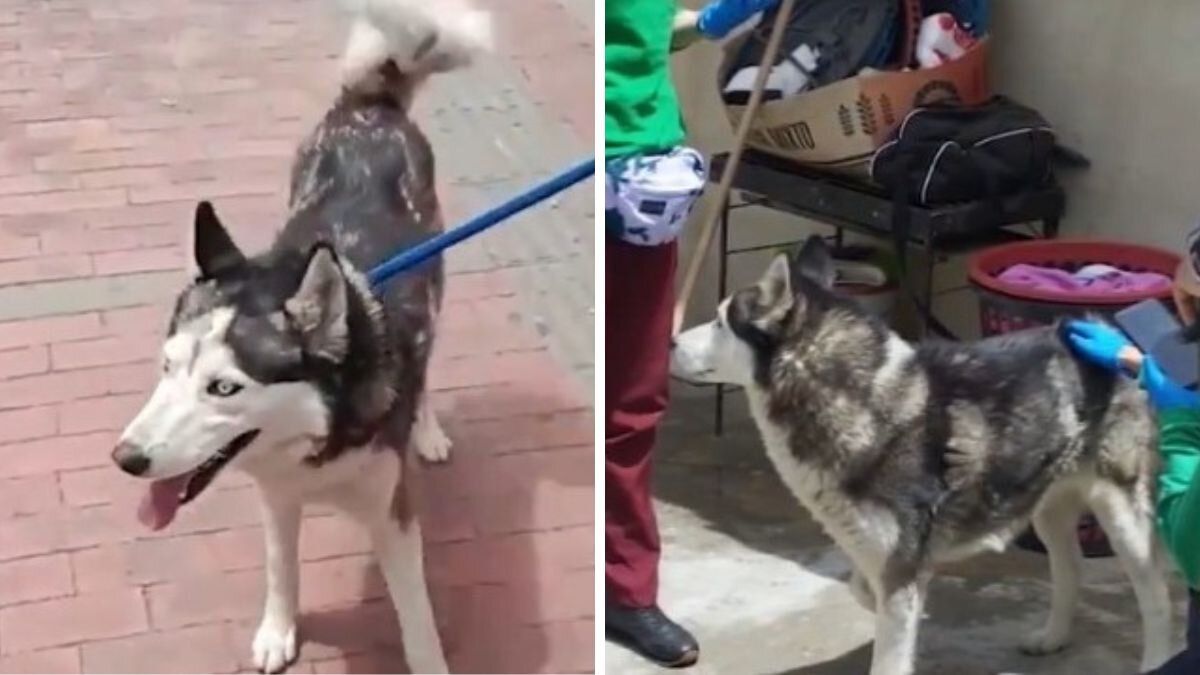 Rescatan a perrito que era abusado sexualmente en Bogotá