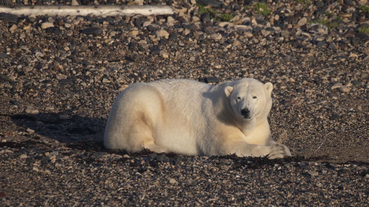 Por crisis climática, osos polares estarían perdiendo hasta un kilo diario