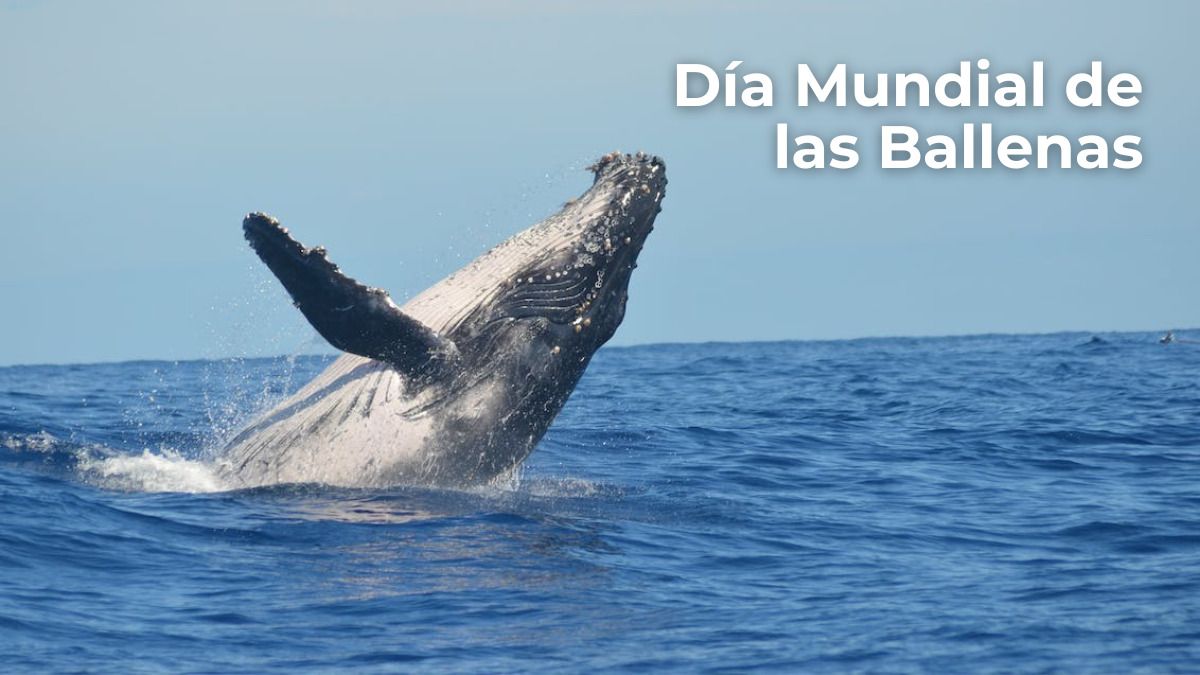 Día Mundial de las Ballenas: todo lo que tienes que saber sobre ellas en Colombia