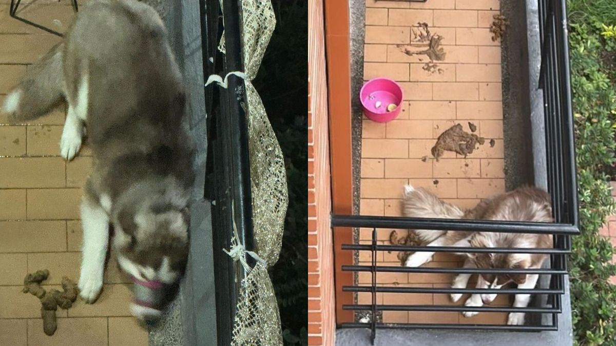 Rescatan perrito que sufría de maltrato animal al estar encerrado y con bozal en Bogotá