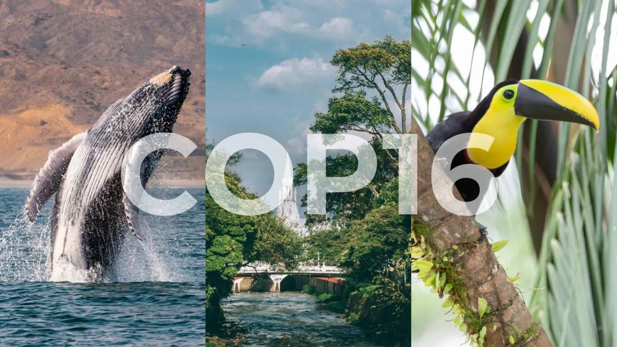 COP16: ¿De qué se trata el evento que tendrá a Cali como sede principal? Le explicamos