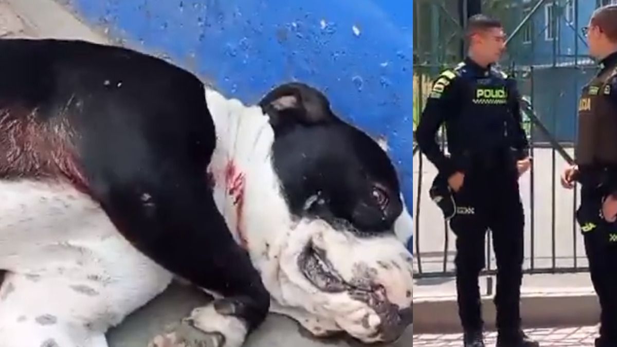 video-indignacion-en-bogota-comunidad-denuncia-que-policia-habria-disparado-a-un-perro