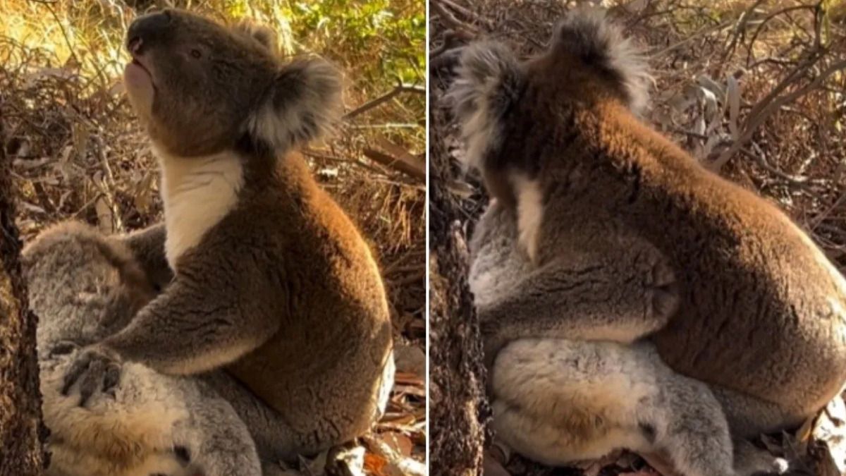 Video | Los animales también sienten: Koala no puede evitar llorar por perder a su pareja