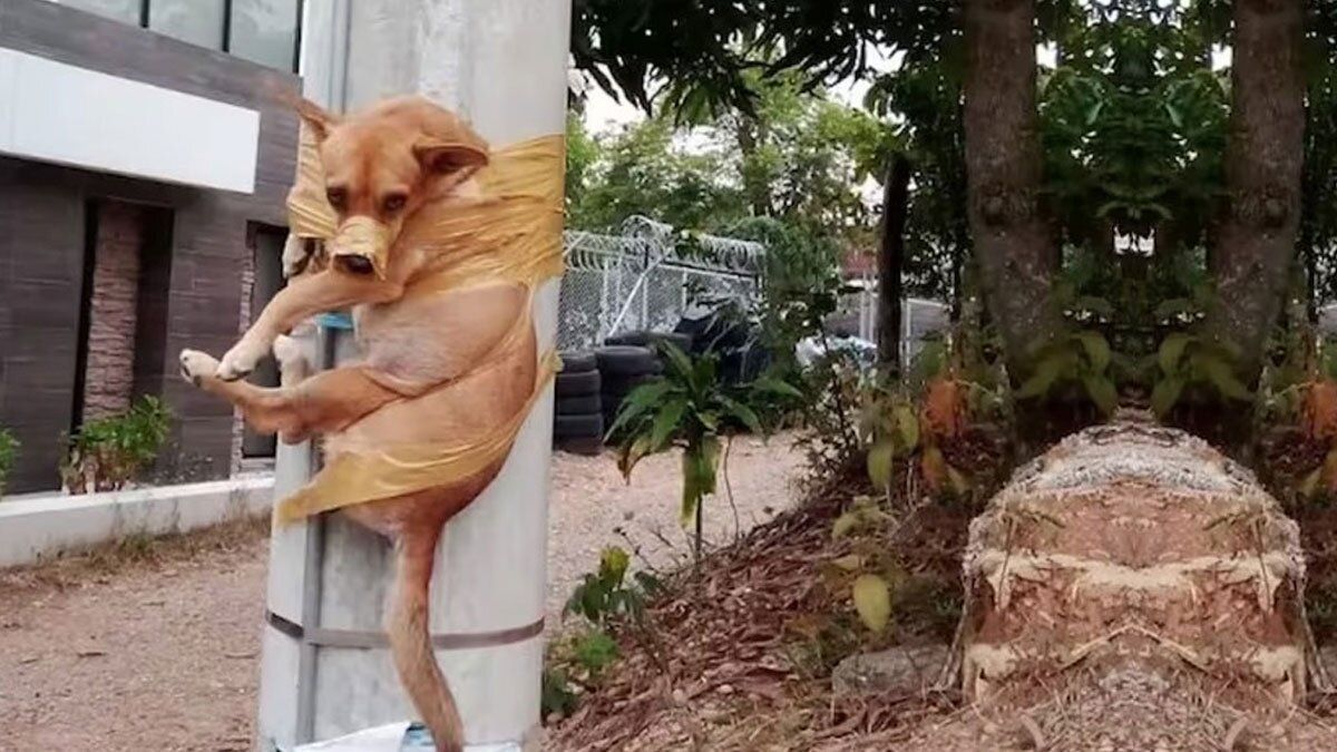 “Doky sano y salvo”: Policía rescató perrito que fue amarrado a un poste con cinta