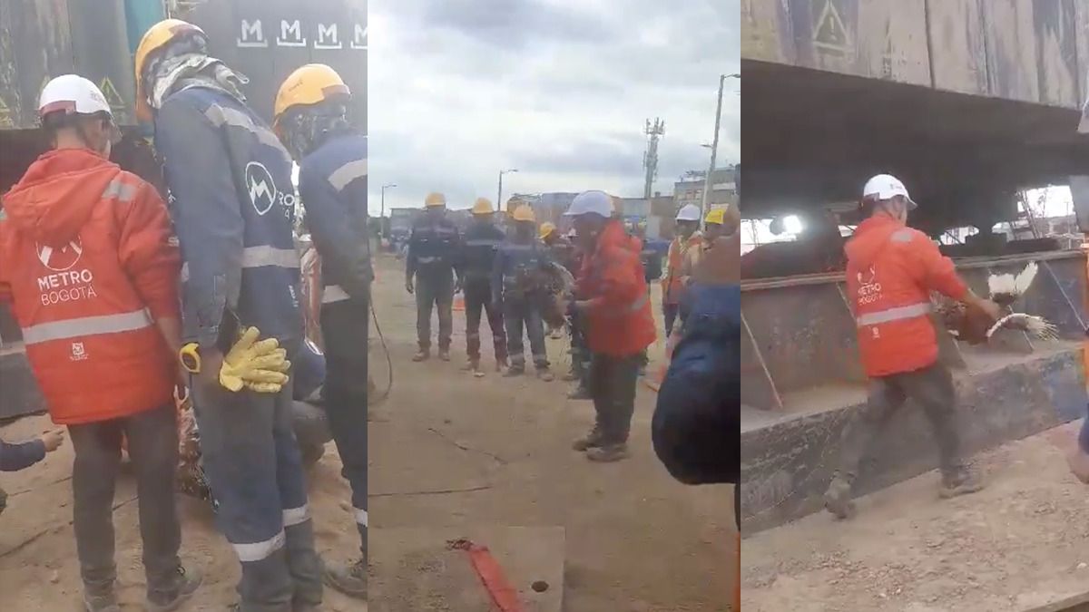 Despiden a funcionario que “sacrificó” un gallo en obra del Metro de Bogotá