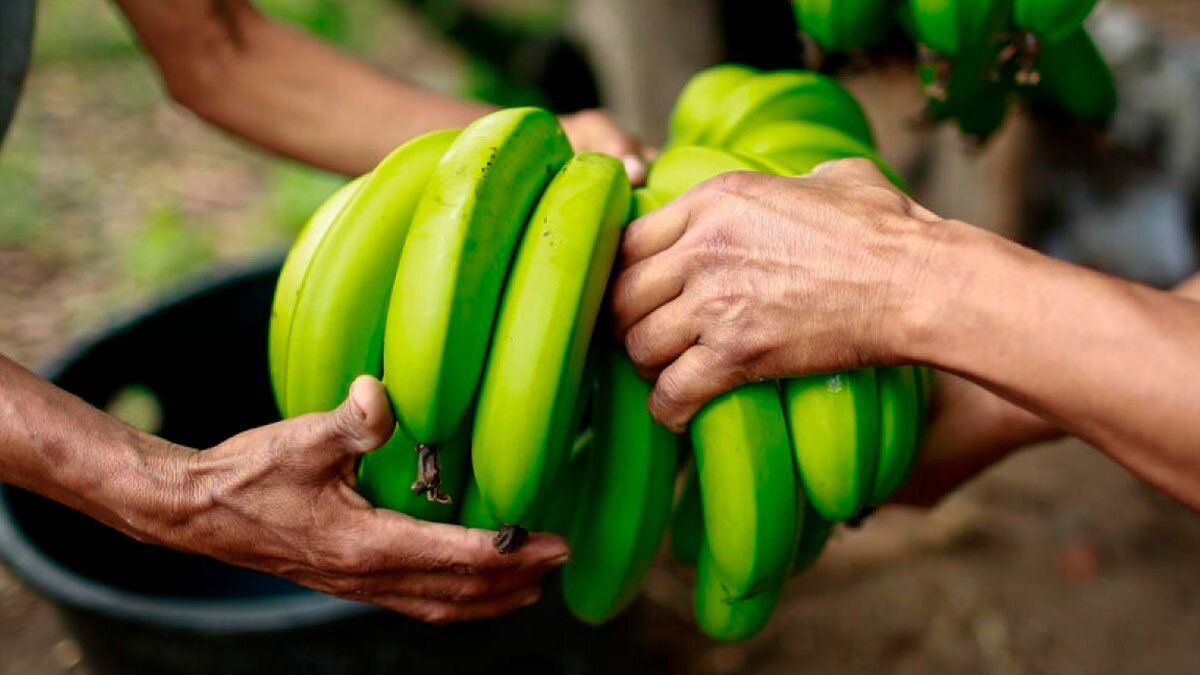 Los preocupantes efectos de la sequía en la primera cosecha bananera del año