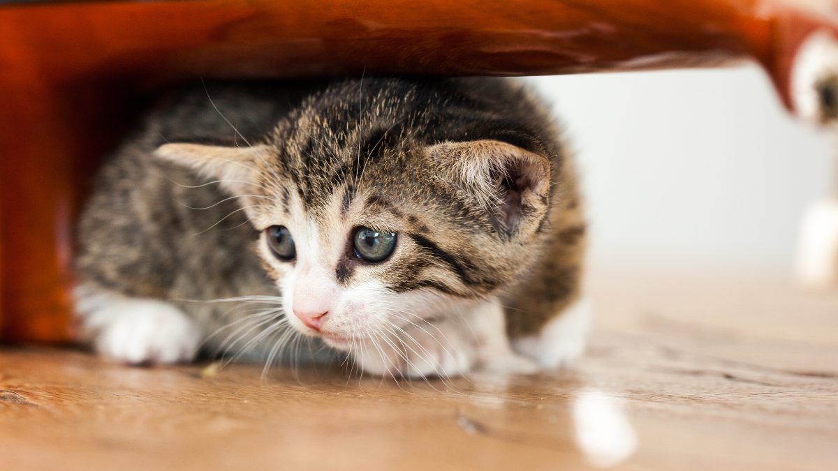 La escalofriante verdad que se reveló en medio de un cruel caso contra gatitos