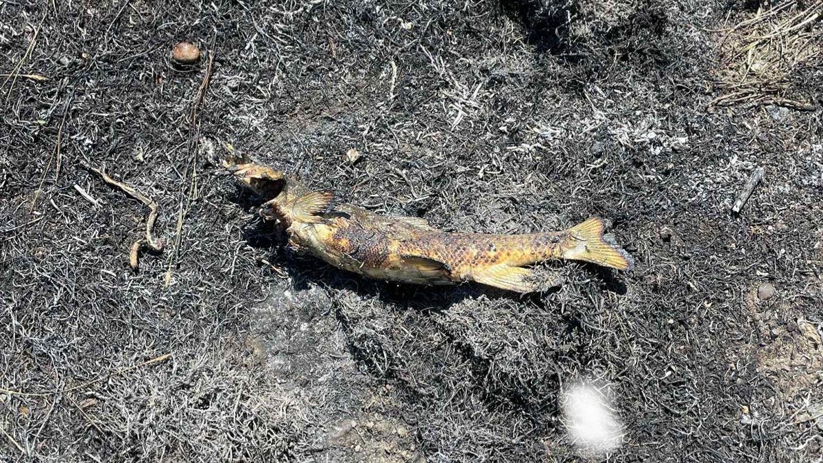 Un pez cayó del cielo y provocó un incendio: esto fue lo que pasó
