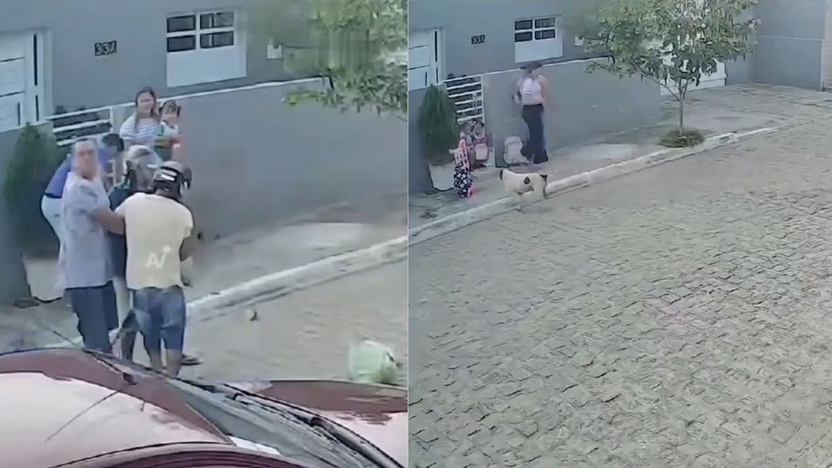 Video Así fue el salvaje ataque de un pitbull contra dos niñas